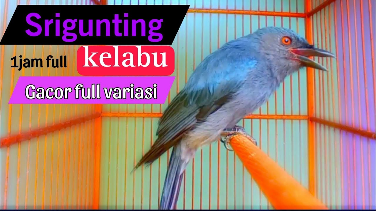 srigunting abu gacor materi melimpah JOS untuk pancingan sekaligus masteran