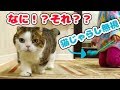 初めて行った猫カフェ　カメラが気になってしょうがない猫【マンチカン】