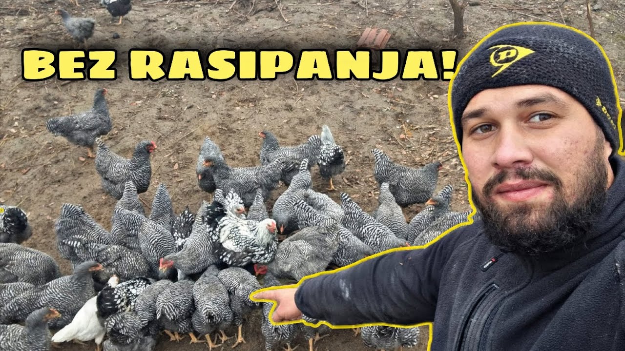 Hranilica za koke koja ništa ne rasipa – napravi sam za 0€! 