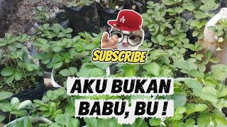 Cerita pendek AKU BUKAN BABU, Bu // #bantusubscribe 