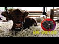 8K VR180 BABY FARM ANIMALS ponies, cows, sheep, goats at Dreamworld in 3D (Travel/Lego/ASMR/Music)