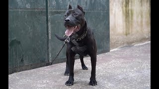 عشاق كلاب البيتبول بلاك نوز الاسود(pitbull black nose) مع جمال العمواسي