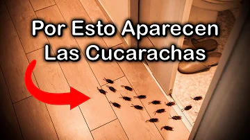 ¿Qué causa las cucarachas en una casa limpia?