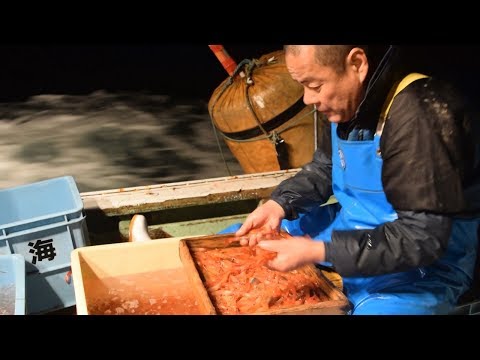 エビ漁は時間と勝負 水揚げ直後、手早く選別 - YouTube