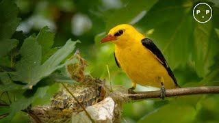 Oriolus chinensis beautiful and release into the wild