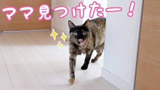 【未公開】呼ばなくてもすぐに来てしまうサビ猫特集