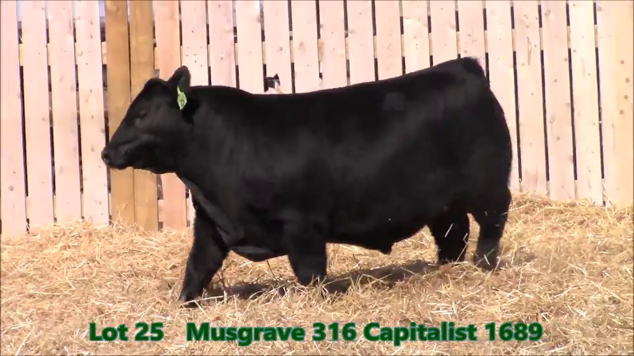 Musgrave 316 Explosion yearling video YouTube