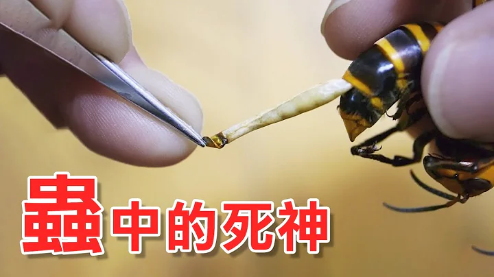 【震撼】地球上最大的谜团：蜜蜂 - 天天要闻