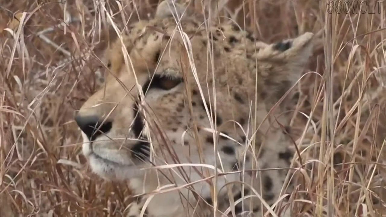 leopardo caza y mata gepardo