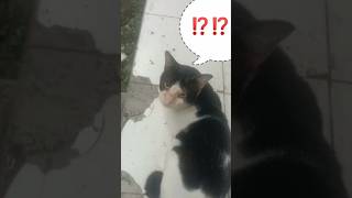 Black white cat#shortvideo #shorts #catloverlifev #kucing #meow