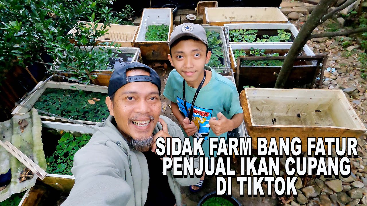 SIDAK PENJUAL IKAN CUPANG DI TIKTOK  BETTA MILITARY SHOP DI CIBINONG BOGOR