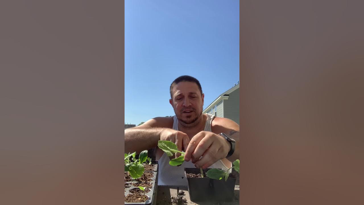 Up Potting Seedlings Squash and Tomatoes YouTube
