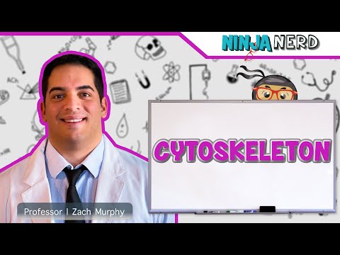 Video: Wat zijn cytoskeletelementen?