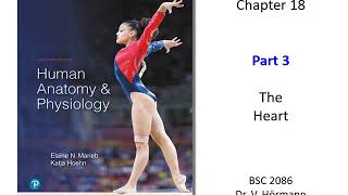 (FAU BSC 2086) Chapter 18 The Heart Part 3