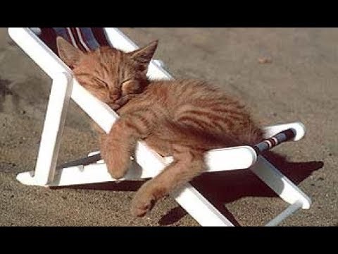 Musicoterapia Para Relajar Perros Y Gatos Agitado Musica Suave Para Calmar Y Dormir Mascotas Youtube