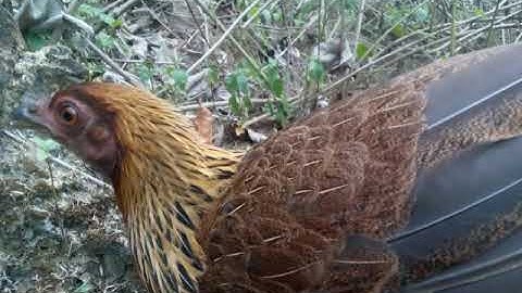 Poj qaib seev zoo dib tuaj zoo (100%)