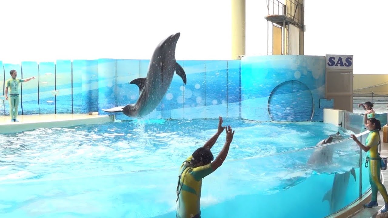 “Cool！Dolphin！”～kizuna de shower～（2019/08/15）12：30～