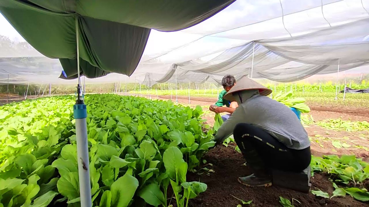 Как выращивать и собирать безопасные овощи в юго-восточном регионе Вьетнама