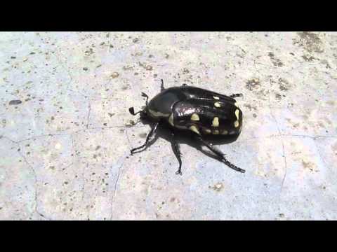 Escarabajo o Cucarron Negro con Pintas Amarillas - Black Beetle with Yellow Pints