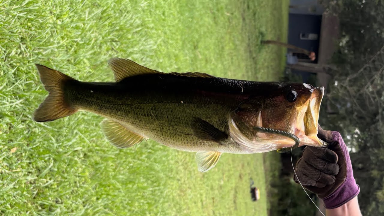 Brothers Fishing the Neighborhood Pond 🎣 | Catch & Release Bass Fun