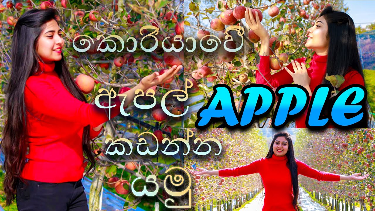 apple picking in south korea කොරියාවේ ඇපල් කඩන්න යමු 아름다운 대한민국 사과 농장