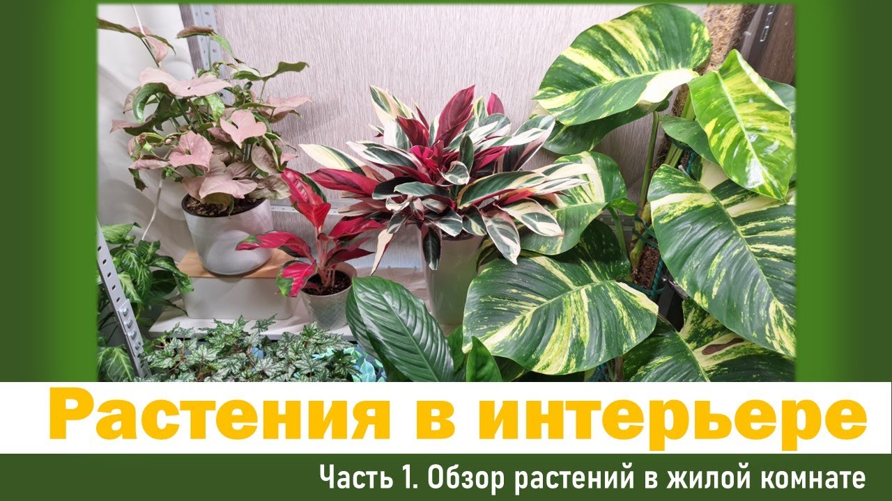 Обзор цветов и растений: Часть 1