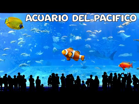 Video: Acuario del Pacífico - Una guía para el Acuario de Long Beach