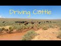 Driving Cattle