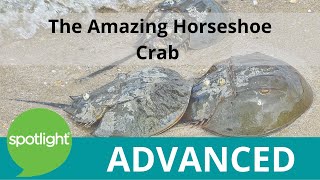 The Amazing Horseshoe Crab | ADVANCED | practice English with Spotlight