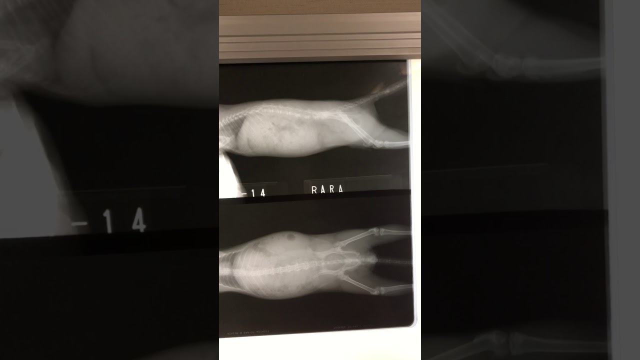 ⑤チンチラのララちゃんのレントゲン所見、右気管支肺炎 - YouTube