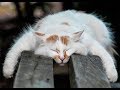 СОБЛЮДАЙТЕ ТИШИНУ...ЗДЕСЬ СПЯТ КОТИКИ))    Sleeping cat