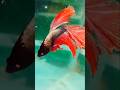 #Shorts#fish#aquarium #fighter 🐠🐠🐠🐠