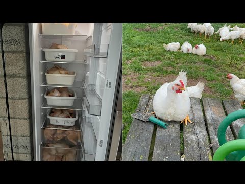 Video: Hvordan passer man kylling?