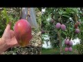 Most Expensive Mango Tn The World - Miyazaki Mango Sun Eggs