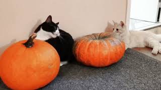 Punkin On Pumpkin Streeting 34 Crew Cute Ginger Cat Funny Playing Original Gangster Thug Life