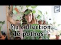 Le pothos  entretien et toute ma collection   vertbobo