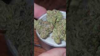 ⭐️💥🚨⭐️💥🚨BLUEPRINT DR FREEZE AKA BISCOTTI/GELATTI 🍪🍪🍪🍪🍪