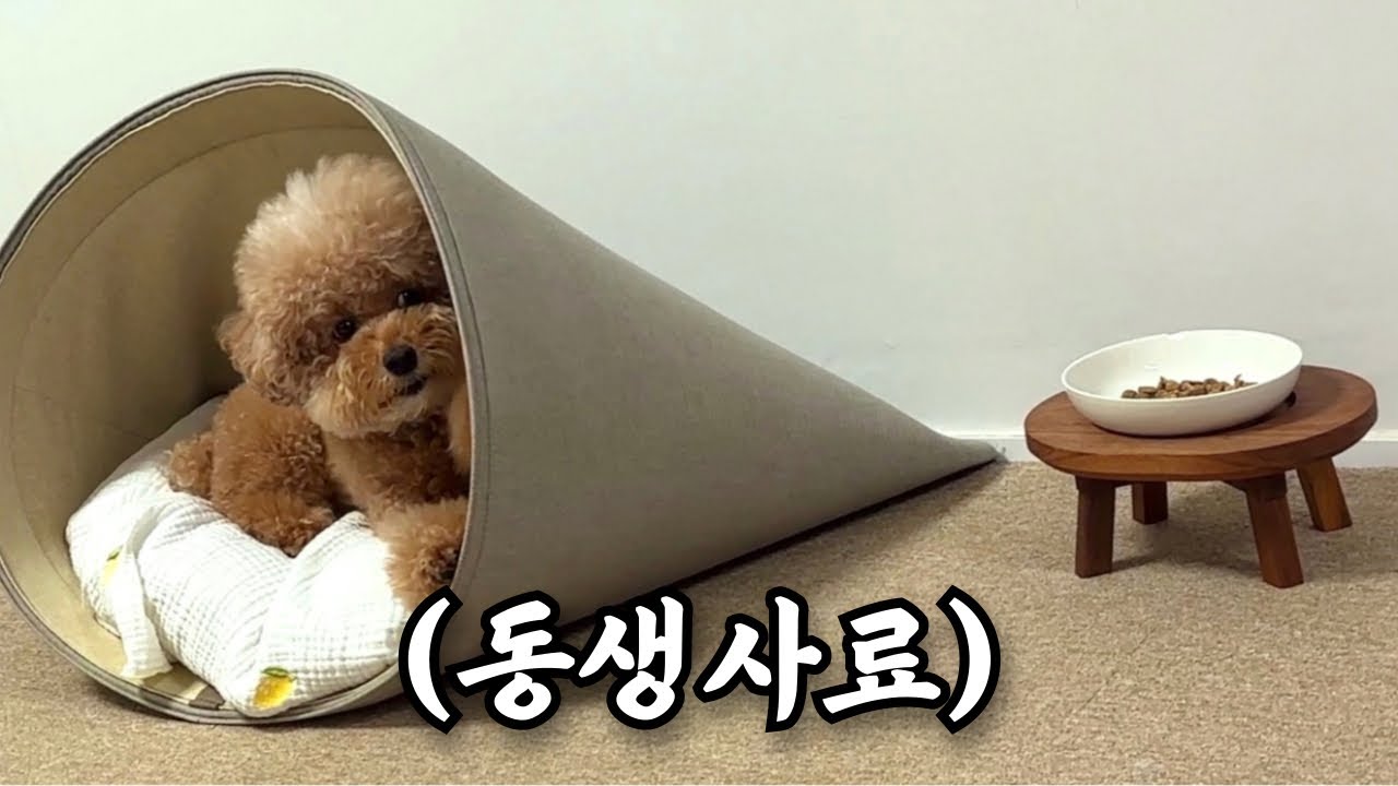 [실화] 숨어서 사료 훔치는 중ㅋㅋㅋㅋㅋ