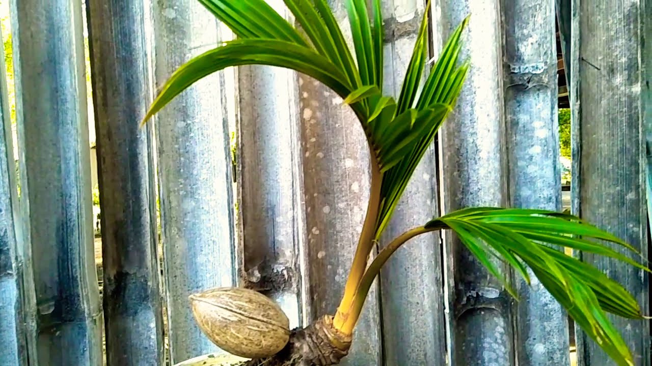 bonsai kelapa  4 bulan sudah pecah daun  YouTube