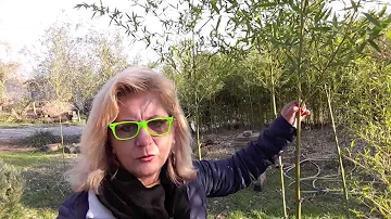 Quanto costano le piante di bambù?