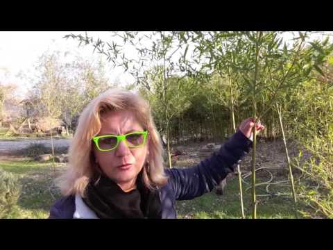 Video: Il bambù cresce a Spokane?