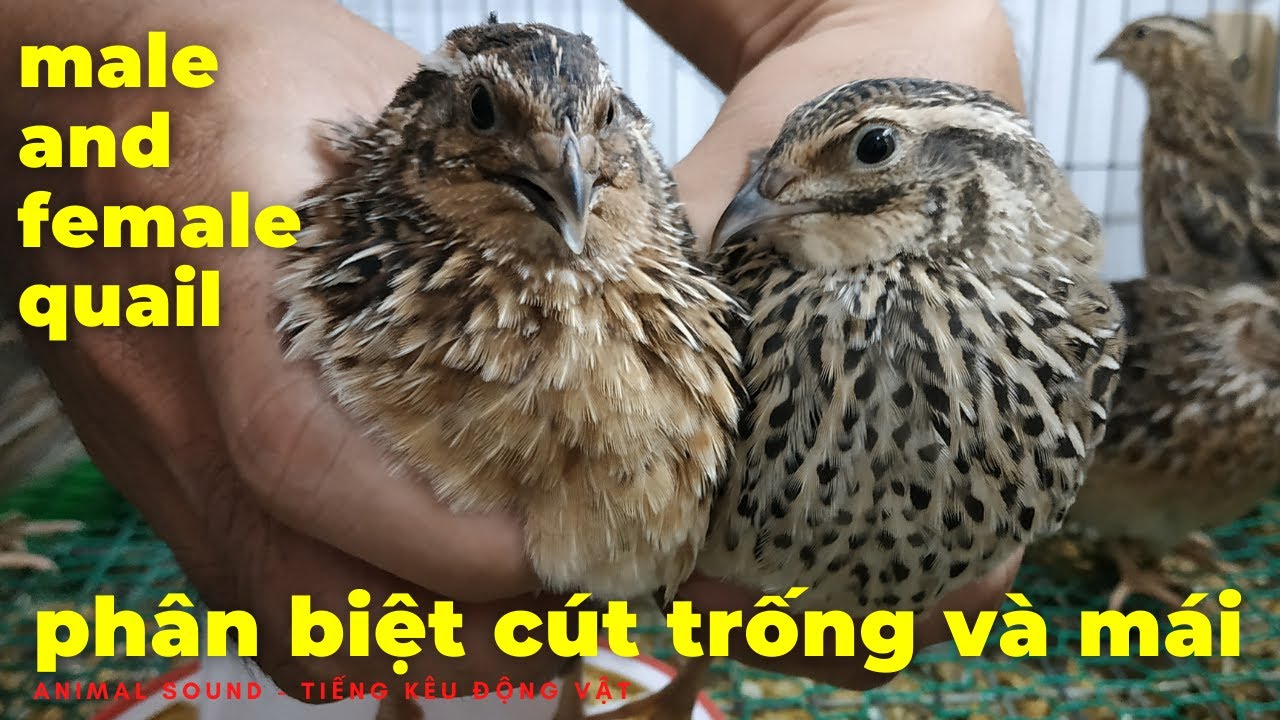 3 Ways Big Tell The Difference Between Male And Female Quail - Youtube