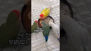 간식을 한곳에 줘봤다. 모란도란 모란앵무새 보충 먹이 (숯가루, 보레가루, 칼슘모래, 황토)