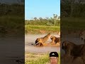Wildlife Showdown 🤯 Lions 🆚 Crocs 野生動物対決😲ライオン対ワニ #lion #youtubeshorts