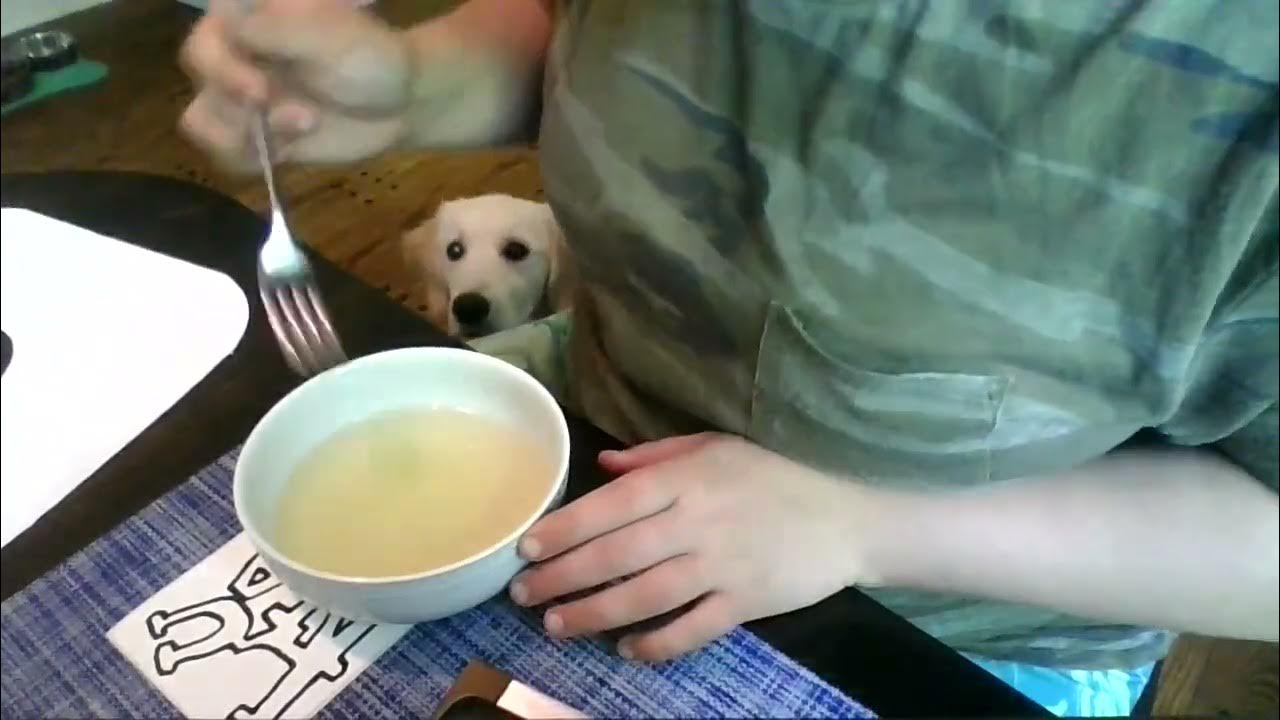 Homemade remedy to your dog stop coughing! YouTube