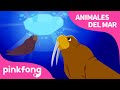 Morsa  animales del mar  pinkfong canciones infantiles