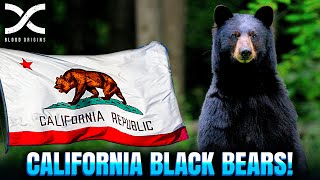 Black Bear Management in California: Is the future bright?