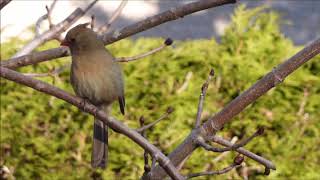 2 Cardinal rouge