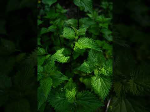 Пекучий Заспокоювач: Як Кропива Може Полегшити Страждання від Алергії