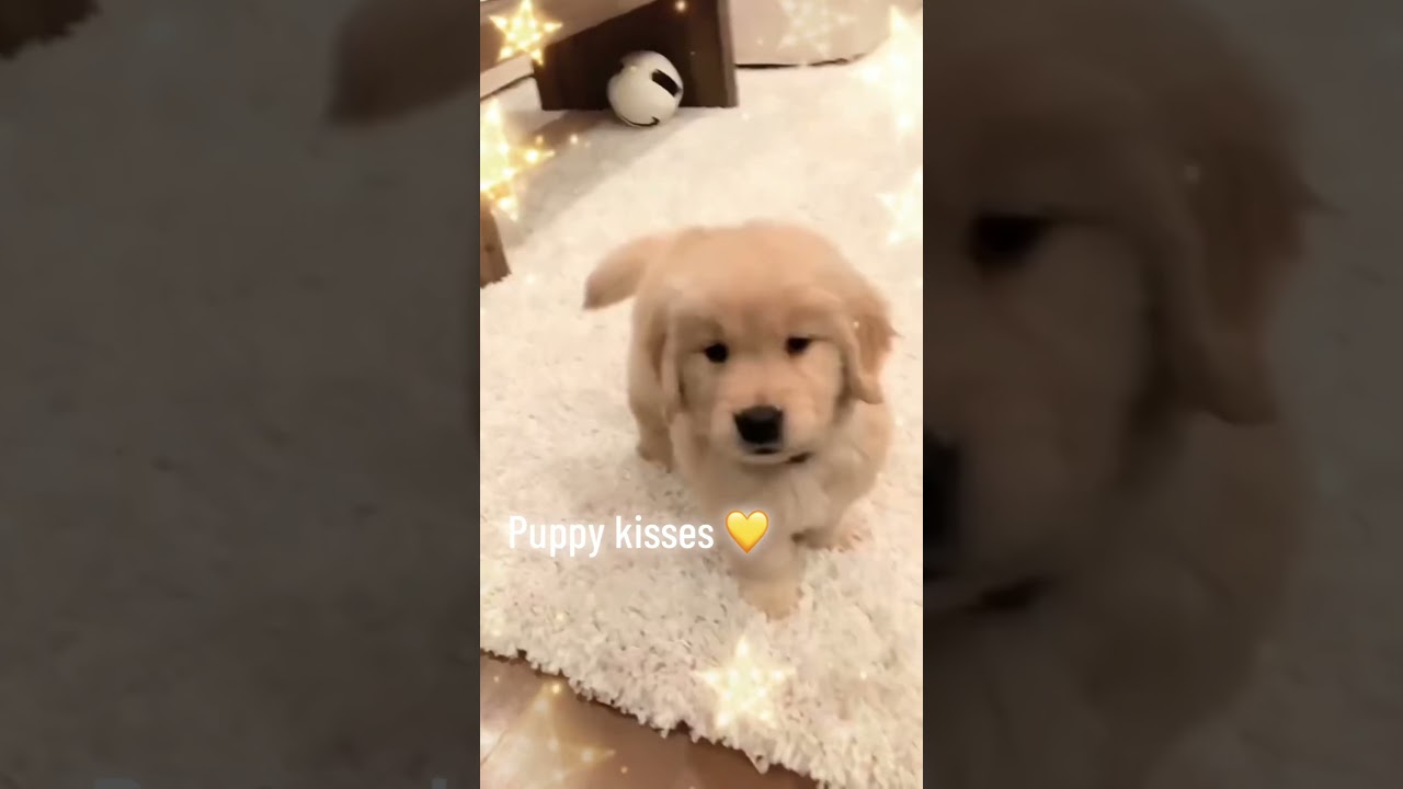Good morning.￼￼🐶Come and get some puppy kisses🐕💛💕 